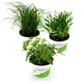 Produktbild: Tropic Shop Pflanzen Set für Katzen - 2X Katzengras, 2X Katzenminze, 2X Katzengras Soft - Frische Futterpflanzen für Katzen