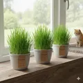 Produktbild: Cyperus Zumula Katzengras, 3er Set, Fertig Gewachsen, Zimmerpflanzen, Pflegeleic