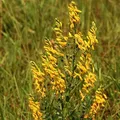 Produktbild: Deutscher Ginster 30-40cm - Genista germanica - lebende Gartenpflanze aus den Baumschulen