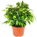 Produktbild: Exotenherz Buschige Birkenfeige Ficus Benjamini Kinky Green 12cm Topf