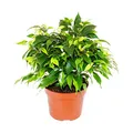 Produktbild: Buschige Birkenfeige - Ficus benjamini 