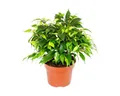 Produktbild: Exotenherz Zimmerpflanze Buschige Birkenfeige - Ficus benjamini 