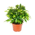 Produktbild: Buschige Birkenfeige - Ficus benjamini 