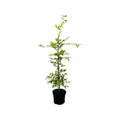 Produktbild: Carpinus betulus – Winterhart, Mehrjährig, Pflegeleicht – Hainbuche – Heckenpflanze für Garten & Sichtschutz