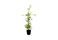 Produktbild: Pflanzen für Dich Baum Carpinus betulus, 1 St., Hainbuche, Weißbuche, dicht verzweigt, schnittverträglich