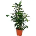 Produktbild: Exotenherz Ficus Benjamini Danielle Birkenfeige 14cm