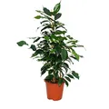 Produktbild: Ficus benjamini 