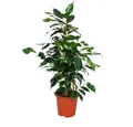 Produktbild: Exotenherz Zimmerpflanze Ficus benjamini 