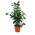 Produktbild: Exotenherz - Ficus benjamini 
