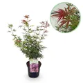 Produktbild: Japanischer Ahorn Acer palmatum Jerre Swarts Dunkelrot ⌀19cm ↕70cm
