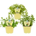 Produktbild: Fruchtige Minze-Sorten - Set mit 3 Pflanzen in BIO-Qualität - Ananas - Erdbeer - Banane - 12cm Topf