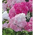Produktbild: BALDUR Garten 1x Freiland-Hortensie 'Vanille Fraise®', Pflanze im 9x9 cm-Topf, Hydrangea paniculata, Gartenhortensie, unzähligen Blütenrispen, w...
