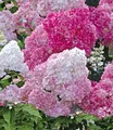 Produktbild: BALDUR Garten 1x Freiland-Hortensie 'Vanille Fraise®', Pflanze im 9x9 cm-Topf, Hydrangea paniculata, Gartenhortensie, unzähligen Blütenrispen, winterhart, blühend, pflegeleicht, blüht monatelang