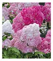 Produktbild: Freiland-Hortensien 'Vanille Fraise®', 1 Pflanze, Hydrangea paniculata