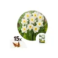 Produktbild: Plant in a Box - Narzissenzwiebeln - 15 Stk - Narcissus 'Mount Hood' - Blumenzwiebeln - Gelb