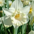 Produktbild: Plant in a Box - Narcissus Mount Hood x15 - Narzisse Zwiebeln - Mehrjährige winterharte Blumenzwiebeln für Garten, Terrasse oder Balkon