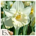 Produktbild: Plant in a Box 15 Narzissenzwiebeln Narcissus 'Mount Hood' 10cm Blumenzwiebeln