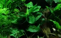 Produktbild: Aquaone Wasserpflanze Aquarium Pflanze Anubias barteri nana Nr.301