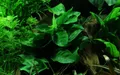 Produktbild: Aquarium Pflanze Anubias barteri nana Nr.301 Aquarium Wasserpflanzen AquaOne