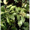 Produktbild: Strauch Efeu 30-40cm - Hedera helix Arborescens