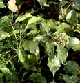 Produktbild: Strauch Efeu 30-40cm - Hedera helix Arborescens