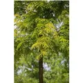 Produktbild: Gleditsia Triacanthos Sunburst Gold-Gleditschie 100–125 cm