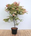 Produktbild: Pflanzen für Dich Gehölze Acer palmatum Deshojo, 1 St., Japanischer Ahorn, Fächerahorn