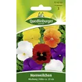 Produktbild: Hornveilchen, Hybrid-Mischung