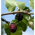 Produktbild: Schwarzer Maulbeerbaum 100-125cm - Morus nigra