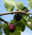 Produktbild: Schwarzer Maulbeerbaum 100-125cm - Morus nigra - lebende Gartenpflanze aus den Baumschulen