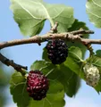 Produktbild: Schwarzer Maulbeerbaum 100-125cm - Morus nigra