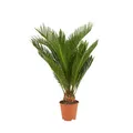 Produktbild: Bloomique - Cycas Revoluta - Palmfarn - Sagopalme - Palme - Sehr Pflegeleicht -