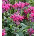 Produktbild: Indianernessel Pink Lace - Monarda didyma