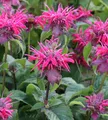 Produktbild: Indianernessel Pink Lace - Monarda didyma