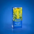 Produktbild: Kiepenkerl Gelbe Lupine, 250 g für 12,5 m² - tiefe Durchwurzelung, Nektarreich
