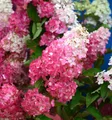 Produktbild: Rispenhortensie Pink and Rose 30-40cm - Hydrangea paniculata