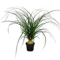 Produktbild: Exotenherz Kleiner Elefantenfuss - Beaucarnea recurvata - Nolina - Zimmerpflanze - 12cm Topf - Kugel
