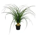 Produktbild: Exotenherz Zimmerpflanze Kleiner Elefantenfuss Beaucarnea recurvata Nolina 12cm Topf