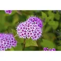 Produktbild: Spiraea Japonica Japanische Spiere 30-40 cm