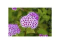 Produktbild: Spiraea japonica 'Froebelii', Rote Sommerspiere, 30–40 cm