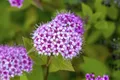Produktbild: Pflanzen für Dich Gehölze Spiraea jap. Froebelii, 1 St., Japanische Spiere, Rote Sommerspiere