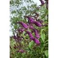 Produktbild: Buddleja Schmetterlingsstrauch African Queen 60-100 cm