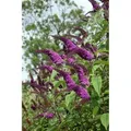 Produktbild: Sonstige - Buddleja 'african Queen' C 60- 100
