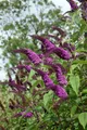 Produktbild: Pflanzen für Dich Gehölze Buddleja 'African Queen', 1 St., Schmetterlingsflieder, Sommerflieder