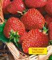 Produktbild: BALDUR Garten Immertragende Erdbeere 'Seascape®', 6 Pflanzen Fragaria Erdbeerpflanzen winterhart, pflegeleicht, Fragaria x ananassa, fruchtet auch bei großer Sommerhitze