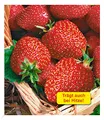 Produktbild: BALDUR Garten Immertragende Erdbeere 'Seascape®', 6 Pflanzen Fragaria Erdbeerpflanzen winterhart, pflegeleicht, Fragaria x ananassa, fruchtet auch bei großer Sommerhitze
