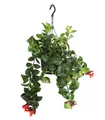 Produktbild: Dehner Zimmerpflanze Schamblume Mona Lisa, in Blumenampel, 40-45 cm, Ø Topf 15 cm, Aeschynanthus radicans