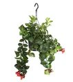 Produktbild: Schamblume Mona Lisa Zimmerpflanze in Blumenampel 40-45 cm Ø Topf 15 cm, Dehner