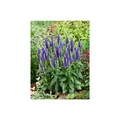 Produktbild: Veronica spicata 'Ulster Dwarf Blue', Ähriger Ehrenpreis, blau, ca. 9x9 cm Topf