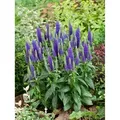 Produktbild: Veronica spicata 'Ulster Dwarf Blue' p 0,5